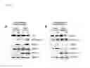 Fig. 07 - COMPOSITIONS AND METHODS FOR IDENTIFYING AND TREATING CONDITIONS INVOLVING HSF1 ACTIVITY