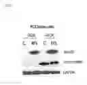 Fig. 08 - COMPOSITIONS AND METHODS FOR IDENTIFYING AND TREATING CONDITIONS INVOLVING HSF1 ACTIVITY