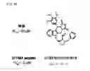 Fig. 35 - COMPOSITIONS AND METHODS FOR IDENTIFYING AND TREATING CONDITIONS INVOLVING HSF1 ACTIVITY