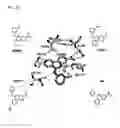 Fig. 40 - COMPOSITIONS AND METHODS FOR IDENTIFYING AND TREATING CONDITIONS INVOLVING HSF1 ACTIVITY