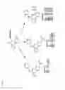 Fig. 47 - COMPOSITIONS AND METHODS FOR IDENTIFYING AND TREATING CONDITIONS INVOLVING HSF1 ACTIVITY