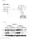 Fig. 52 - COMPOSITIONS AND METHODS FOR IDENTIFYING AND TREATING CONDITIONS INVOLVING HSF1 ACTIVITY