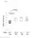 Fig. 59 - COMPOSITIONS AND METHODS FOR IDENTIFYING AND TREATING CONDITIONS INVOLVING HSF1 ACTIVITY