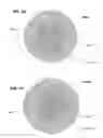 Fig. 09 - Flexible optical fiber array