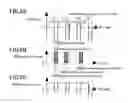 Fig. 06 - Haptic information presentation system and method