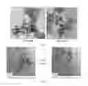 Fig. 09 - Phytic acid based metallogel and applications thereof