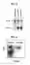 Fig. 03 - Composition for inducing proliferation or accumulation of regulatory T cells