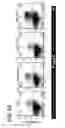 Fig. 22 - Composition for inducing proliferation or accumulation of regulatory T cells