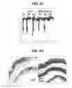 Fig. 33 - Composition for inducing proliferation or accumulation of regulatory T cells