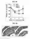 Fig. 34 - Composition for inducing proliferation or accumulation of regulatory T cells