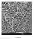 Fig. 22 - Chitosan superfine fiber systems