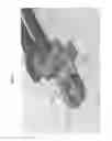 Fig. 31 - Bioactive composites of polymer and glass and method for making same