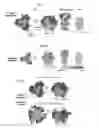 Fig. 07 - Recombinant HIV-1 envelope proteins and their use