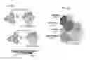 Fig. 09 - Recombinant HIV-1 envelope proteins and their use