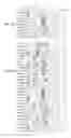 Fig. 16 - Recombinant HIV-1 envelope proteins and their use