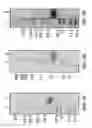 Fig. 06 - ANTIBODIES BINDING TO HUMAN AND CYNOMOLGUS CD3 EPSILON