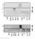 Fig. 07 - ANTIBODIES BINDING TO HUMAN AND CYNOMOLGUS CD3 EPSILON