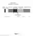 Fig. 02 - Antibodies specific for MMP9