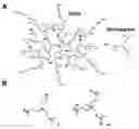 Fig. 01 - Antithrombotic compounds, methods and uses thereof