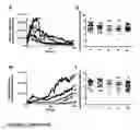 Fig. 07 - Antithrombotic compounds, methods and uses thereof