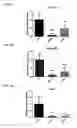 Fig. 07 - Twist signaling inhibitor compositions and methods of using the same
