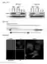 Fig. 30 - Twist signaling inhibitor compositions and methods of using the same