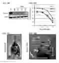 Fig. 31 - Twist signaling inhibitor compositions and methods of using the same
