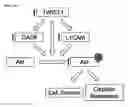 Fig. 44 - Twist signaling inhibitor compositions and methods of using the same