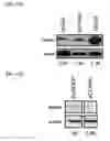 Fig. 45 - Twist signaling inhibitor compositions and methods of using the same