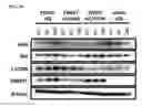 Fig. 48 - Twist signaling inhibitor compositions and methods of using the same