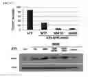 Fig. 53 - Twist signaling inhibitor compositions and methods of using the same