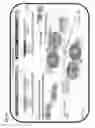 Fig. 14 - Compositions and methods for modifying a predetermined target nucleic acid sequence