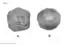 Fig. 06 - MATERIALS AND METHODS TO INCREASE PLANT GROWTH AND YIELD