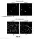 Fig. 07 - Method and apparatus for ultrasensitive quantification of microRNA using an atomic force microscope and a hybrid binding domain