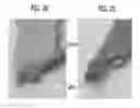 Fig. 04 - Method for making a biofabricated material containing collagen fibrils
