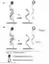 Fig. 02 - Sequence and chiral selectivity of DNA-drug interactions revealed by force spectroscopy