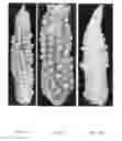 Fig. 18 - Pollen field conditioning and preservation method