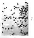 Fig. 19 - Pollen field conditioning and preservation method