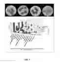 Fig. 09 - BACTERIAL ENDOPHYTES FROM CUCURBIT SPECIES