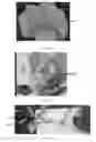 Fig. 19 - Edible compositions and methods