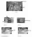 Fig. 22 - Edible compositions and methods