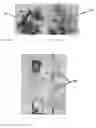 Fig. 29 - Edible compositions and methods