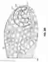 Fig. 22 - Ground-engaging structures for articles of footwear