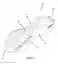 Fig. 02 - SPREADABLES