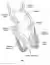 Fig. 02 - Device for controlling fecal incontinence
