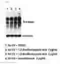 Fig. 03 - COMPOSITION CONTAINING MATERIAL FOR REGULATING EXPRESSION OF ABH ANTIGENS