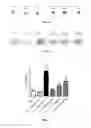 Fig. 02 - Peptide, method and composition for stimulating melanogenesis