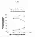 Fig. 28 - PHARMACEUTICAL FORMULATIONS OF AND METHODS TO PREPARE CHELATING AGENTS FOR EFFICIENT METAL REMOVAL TREATMENT SYSTEMS