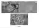 Fig. 02 - Particles of spherically agglomerated lactose for direct compression and method of preparation thereof