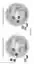 Fig. 22 - Pathogenic control of apoptosis